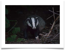 7 - Lymm Badger - Chris Beesley